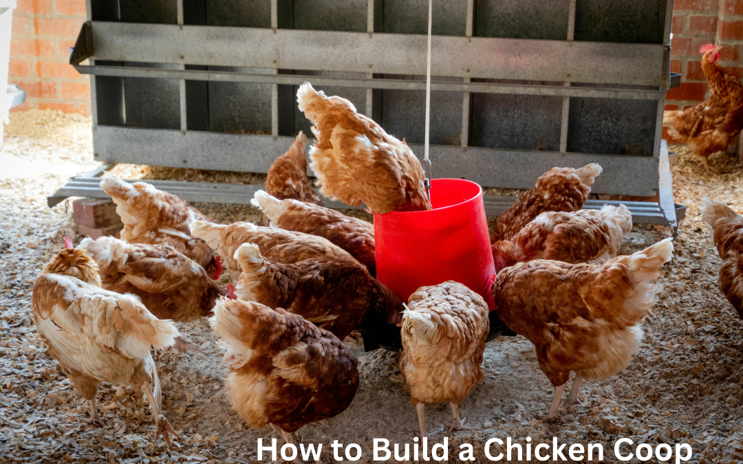 How to Build a Chicken Coop